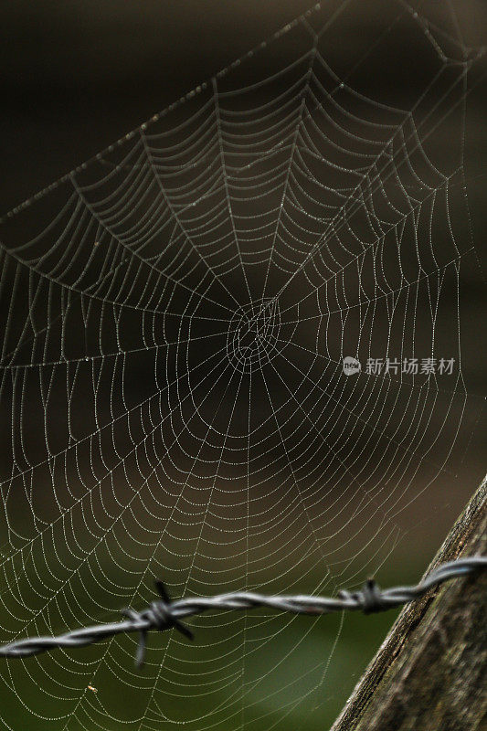 旧的铁丝网和蜘蛛网