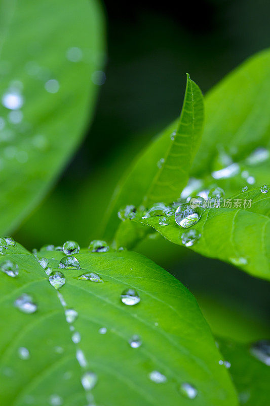 雨落绿叶。