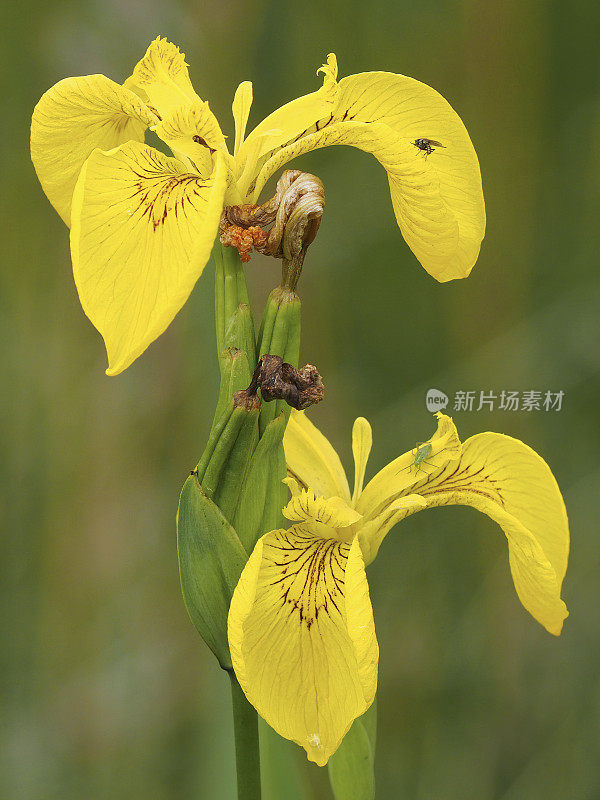 这是苏格兰高地上两朵黄色鸢尾花的特写