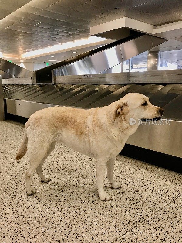 狗在机场等行李