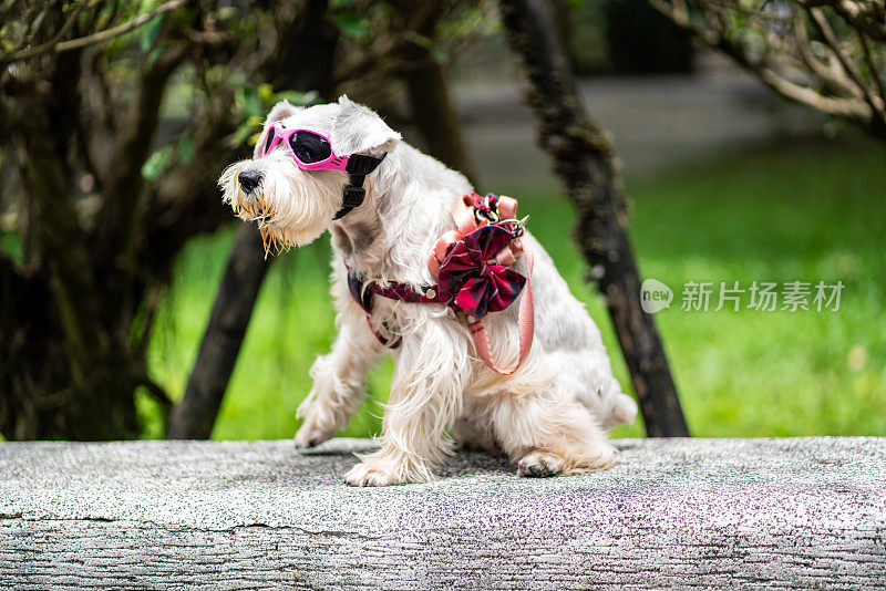 戴着太阳镜坐在木凳上的搞笑狗