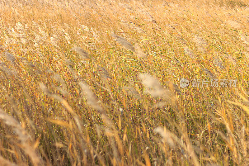 秋天的田野，长满了高大的草，在一个阳光明媚的日子里随风摇摆。