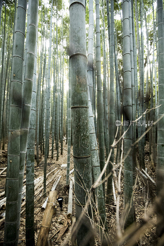 京都竹林