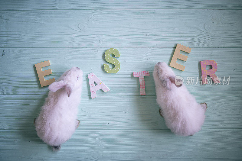 家里蓝色木桌上的白色小兔子和复活节文字。