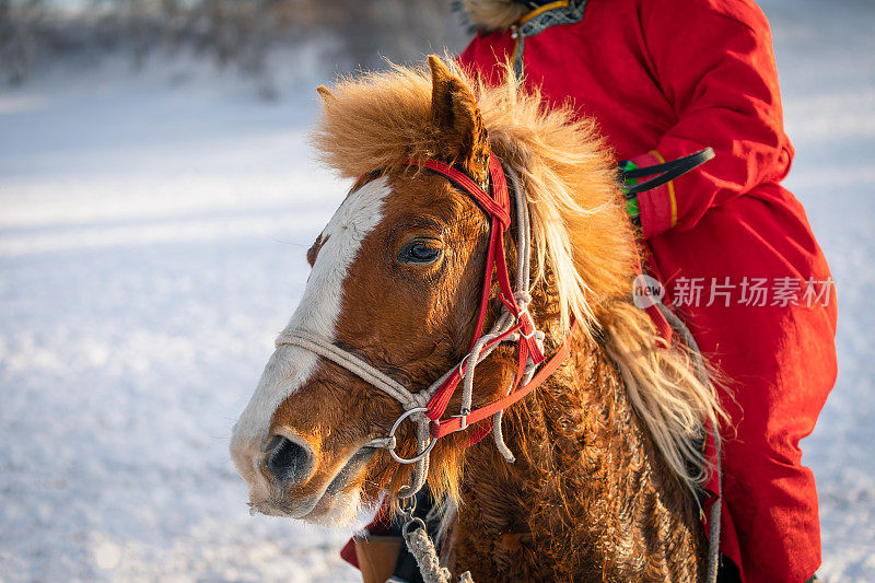 那匹被勒马的纯种内蒙古马在雪地里。