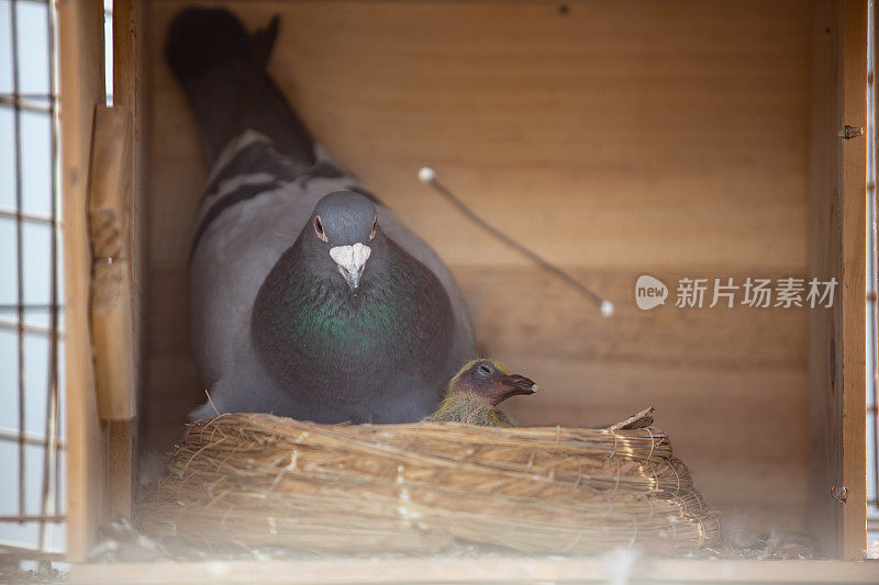 鸽子和小鸟在鸟巢里