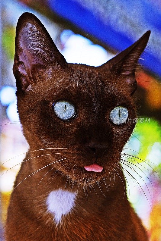 蓝眼睛的猫伸出舌头。