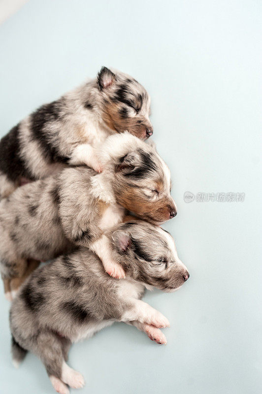 白色背景上的设得兰牧羊犬幼犬三周大