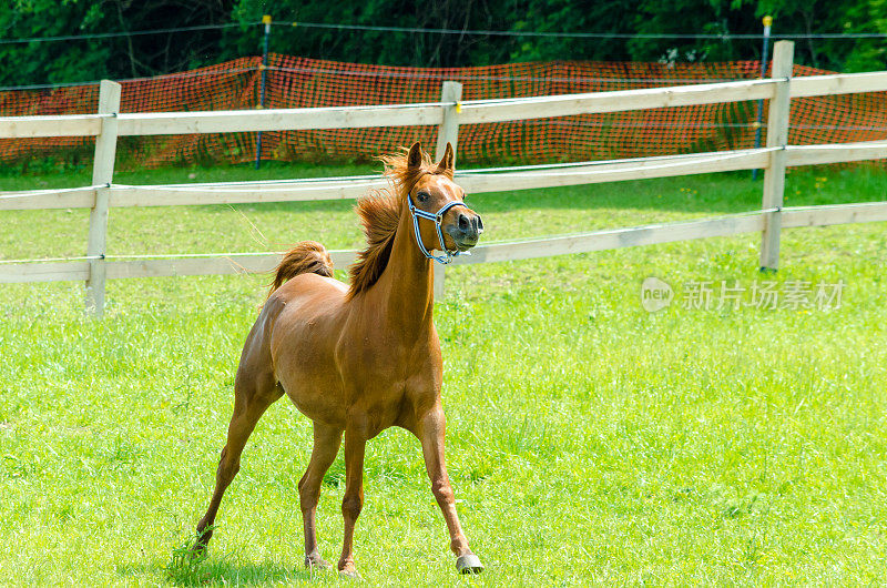 阿拉伯马-在牧场上奔跑的年轻母马