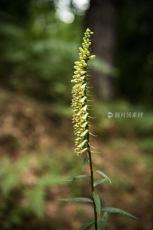 草毛地黄(洋地黄)植物，塞拉国家公园