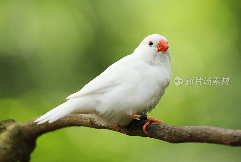 白色斑胸草雀
