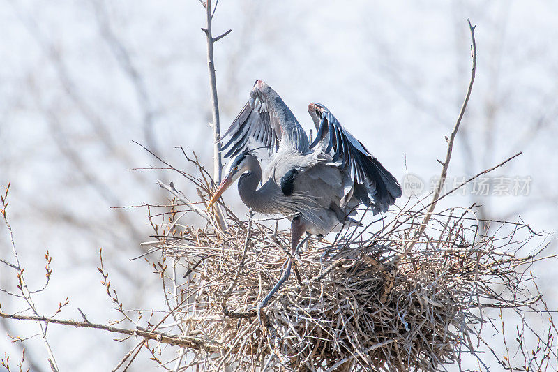 大蓝鹭在有树枝参与的巢上进行筑巢和交配活动