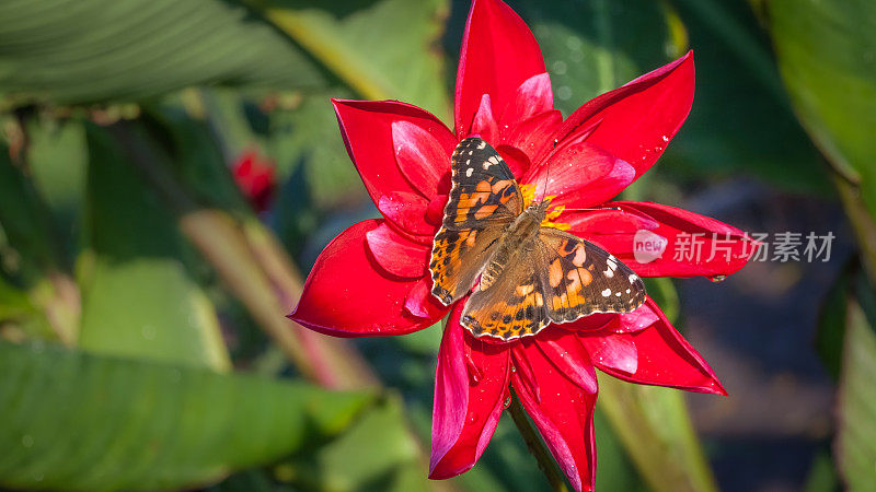 Butterfly-lady-in-law。瓦妮莎·卡杜在大丽花火星上。