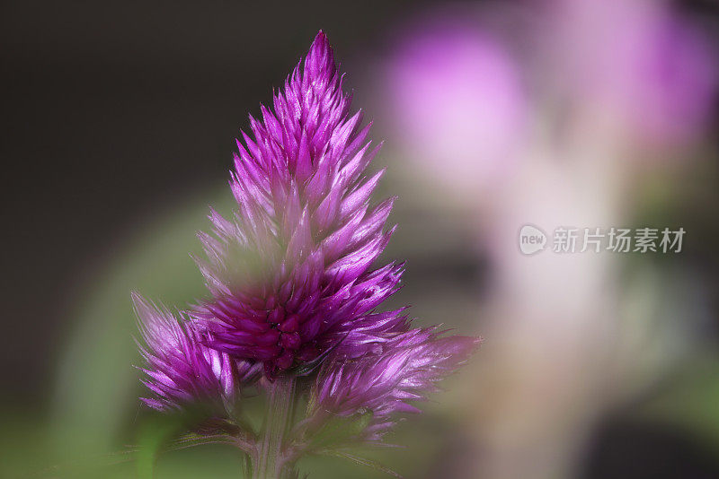 粉红色开花植物特写镜头