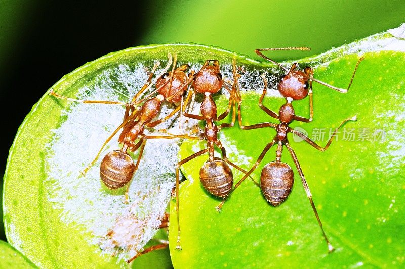 3只蚂蚁在折叠的树叶上筑巢。