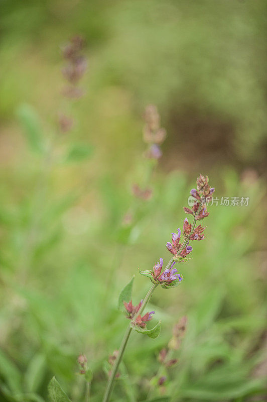 紫色鼠尾草花