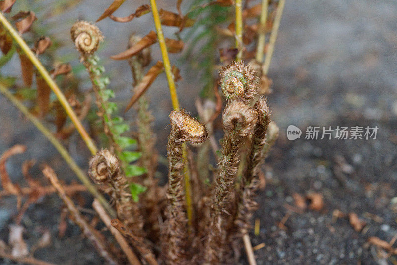 蕨类植物