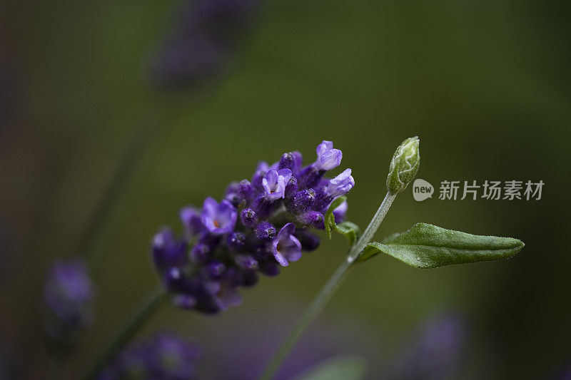 薰衣草花的特写