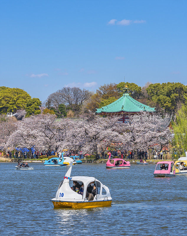 一家人戴着口罩欣赏上野公园的天鹅船和樱花。
