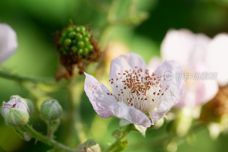 黑莓开花特写