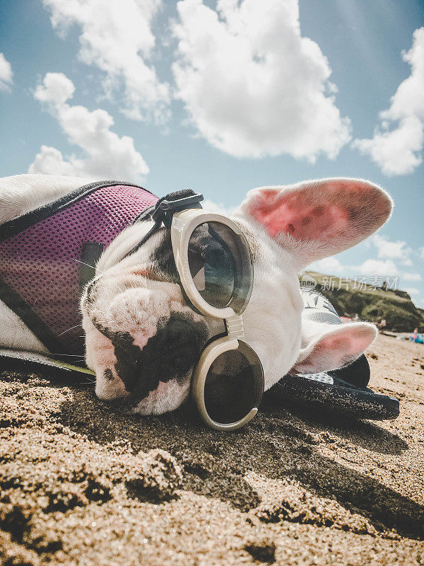 狗在海滩度假。戴着护目镜在沙滩上晒太阳的法国斗牛犬