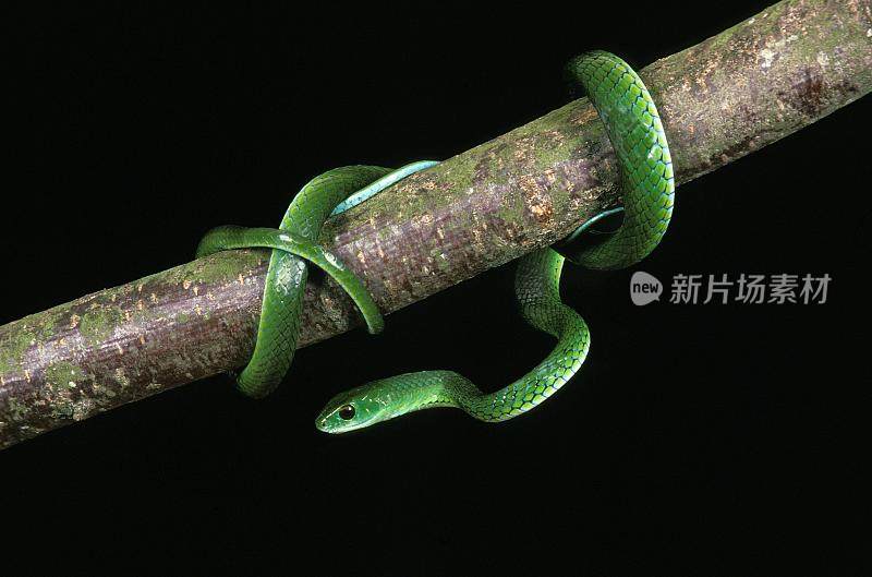 斑点灌木蛇，半杂色philothamnus半杂色，绿色蛇对黑色背景