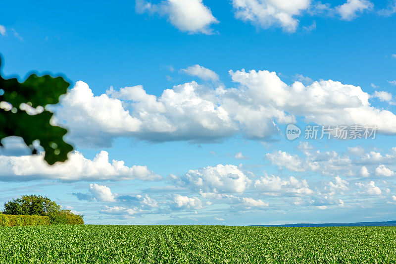 阳光明媚的夏日里美丽的大片玉米地