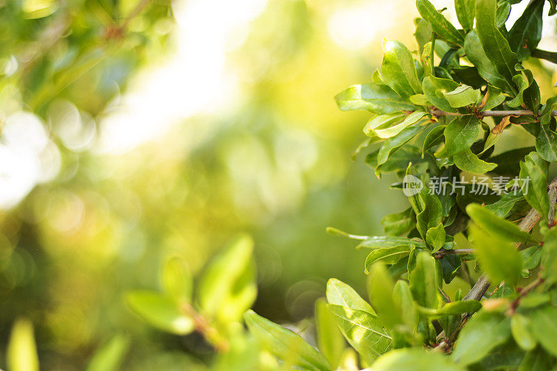 美丽的绿色散景圈的自然背景