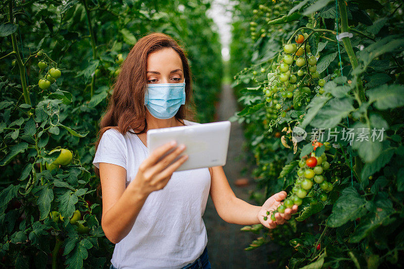 在温室里收获西红柿的妇女，戴着防护面罩