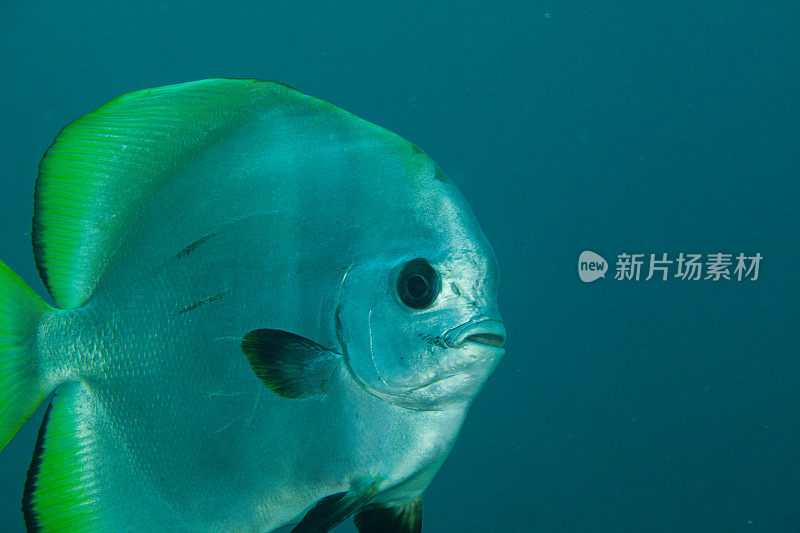 热带鱼，海洋生物，