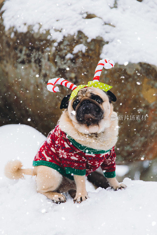 可爱的狗在滑稽的服装打开圣诞气氛