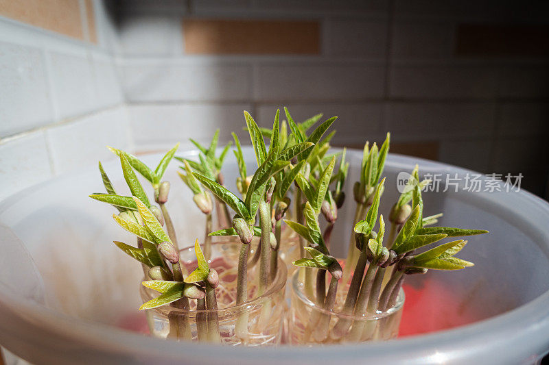 水培植物，豆芽