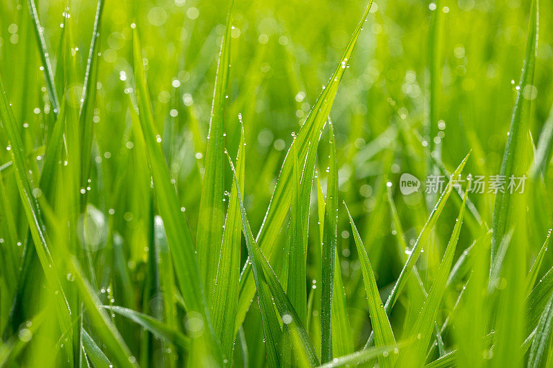 露水滴在稻叶上，稻花从种子开花