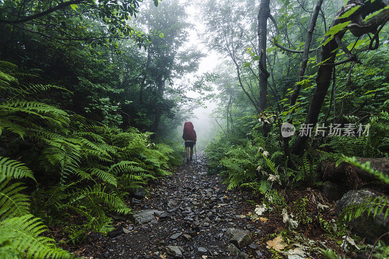 一个旅行者的剪影与红色的雨覆盖在一个背包在雨林