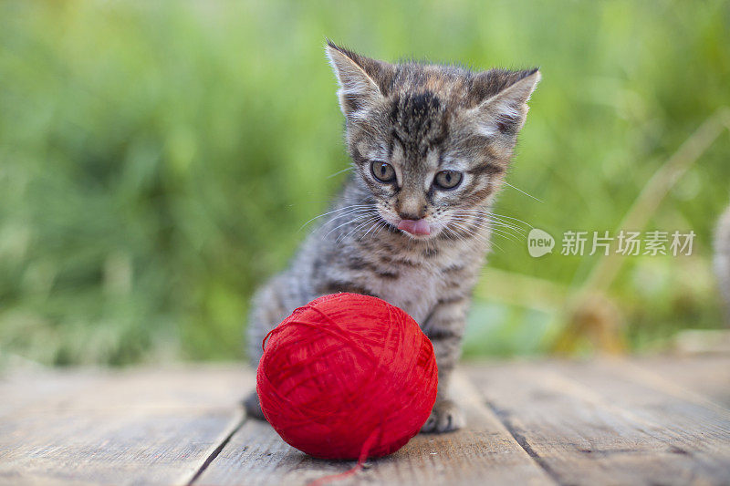 可爱的小猫和一团毛线在花园里