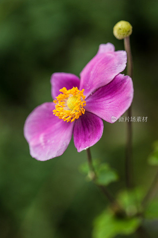 雨后秋园的粉红色银莲花