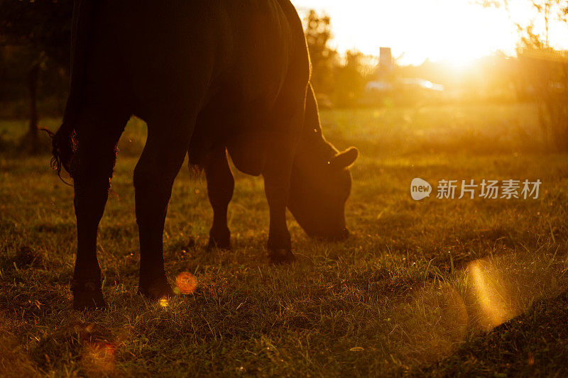 日落时分，农场牧场上的黑牛