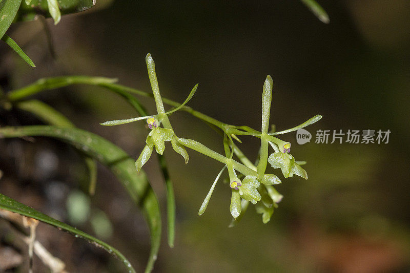 群清新绿飞兰花宏