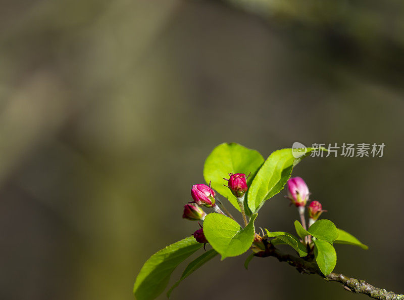 苹果花