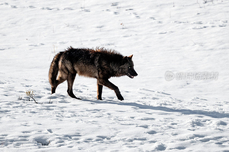 黄石国家公园里，一只黑色的马皮提灰狼正在狼群中觅食