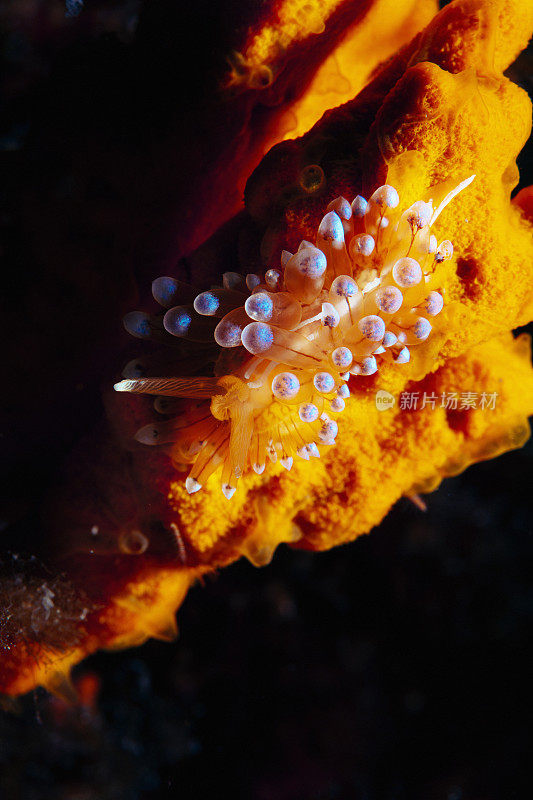 海洋生物裸鳃潜水美人水肺潜水员的观点