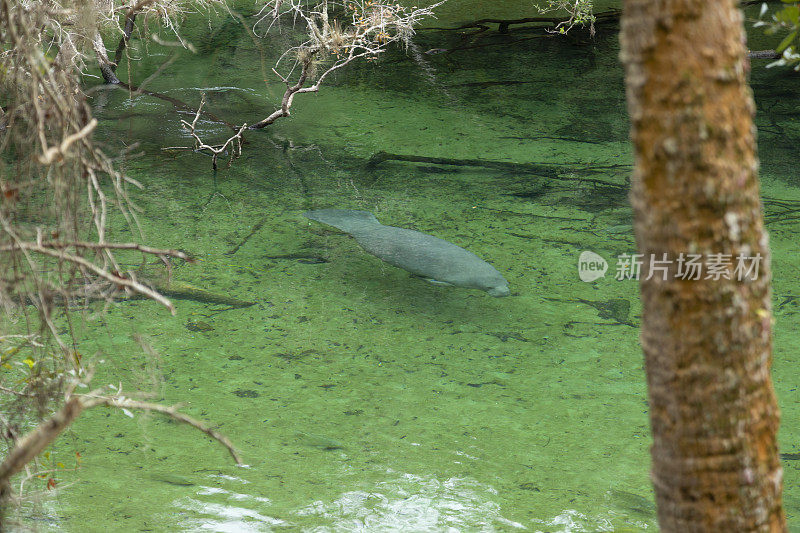 野生海牛，佛罗里达蓝泉州立公园