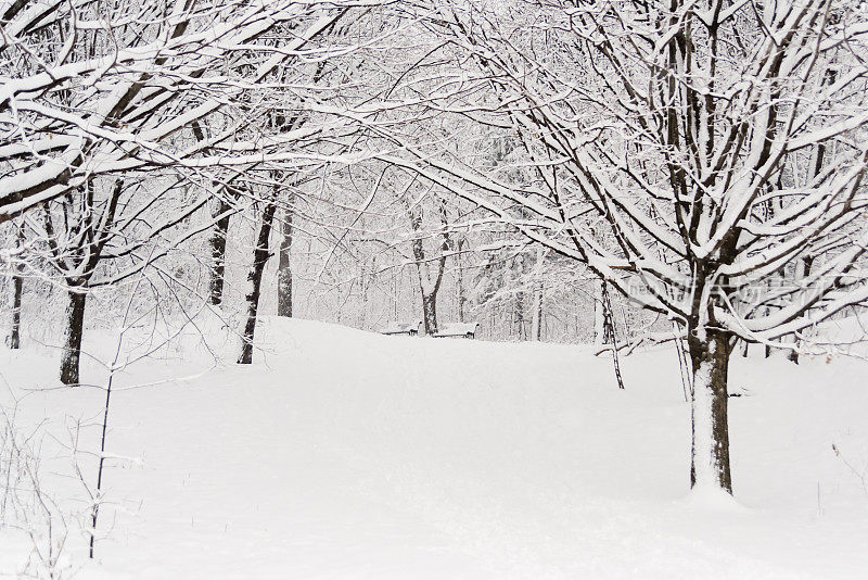 冬季背景的小径覆盖着雪在公园里。