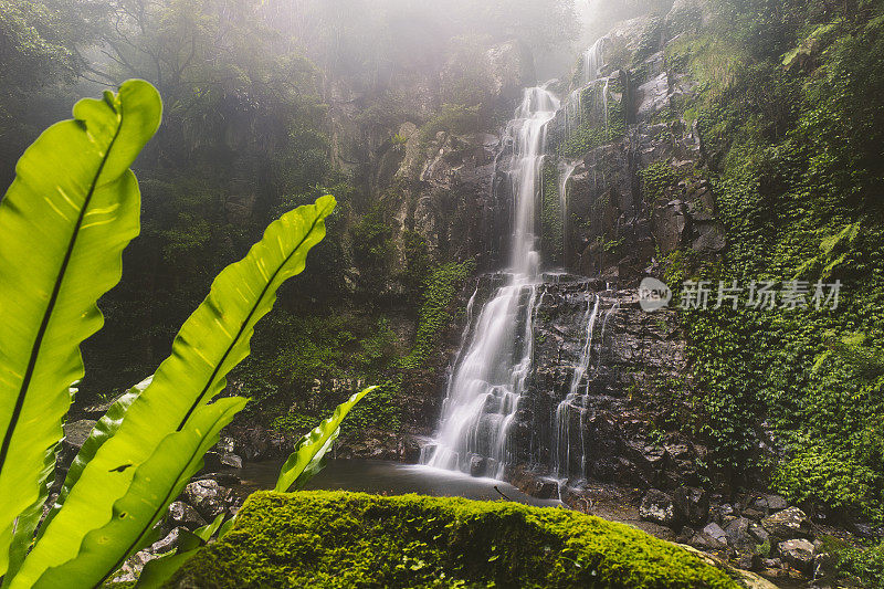 热带雨林瀑布，柔和的灯光和郁郁葱葱的绿叶