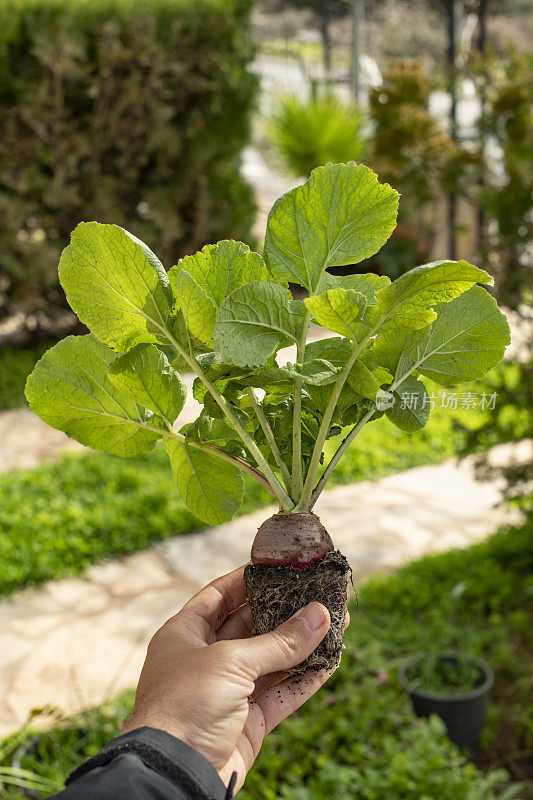 一名男子正在展示他在业余花园种植的萝卜