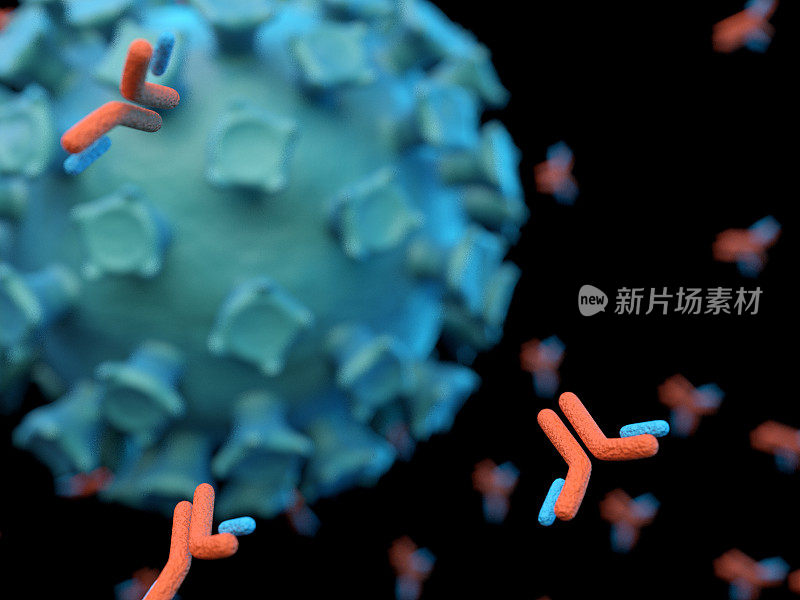 攻击新冠病毒的抗体