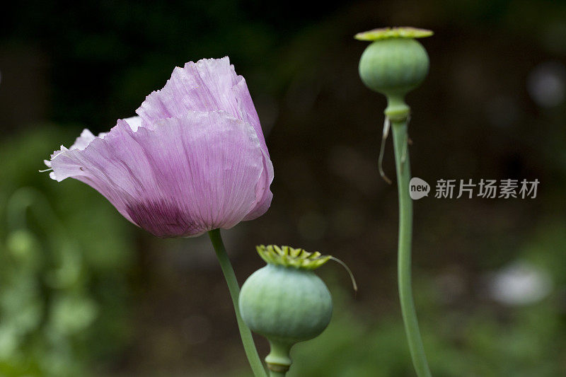 罂粟，罂粟科的开花植物