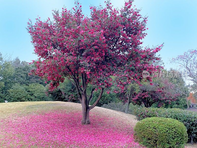 山茶花油茶花