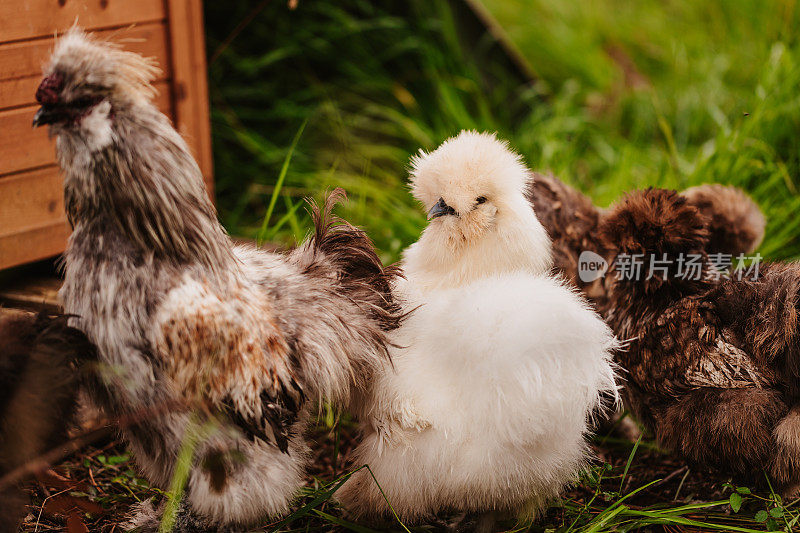 白色丝绒母鸡和公鸡在郊外的户外围场