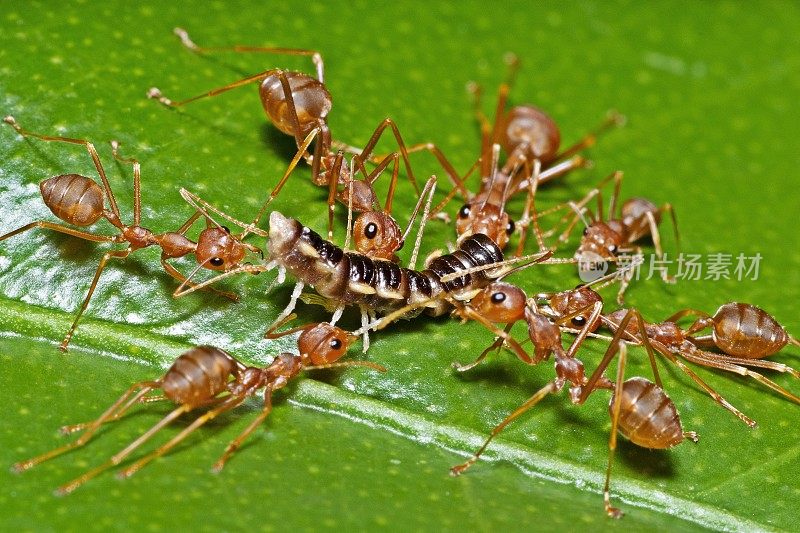 蚂蚁绕着毛毛虫的身体咬。